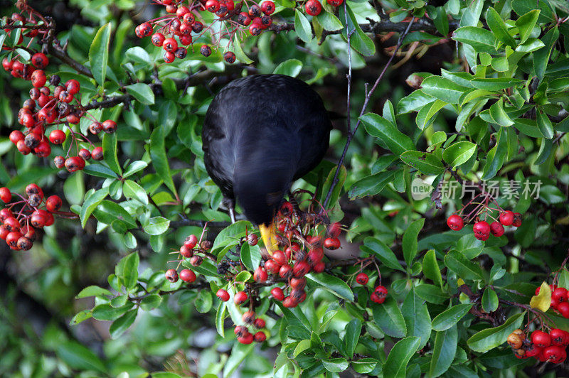 黑鸟采摘浆果的