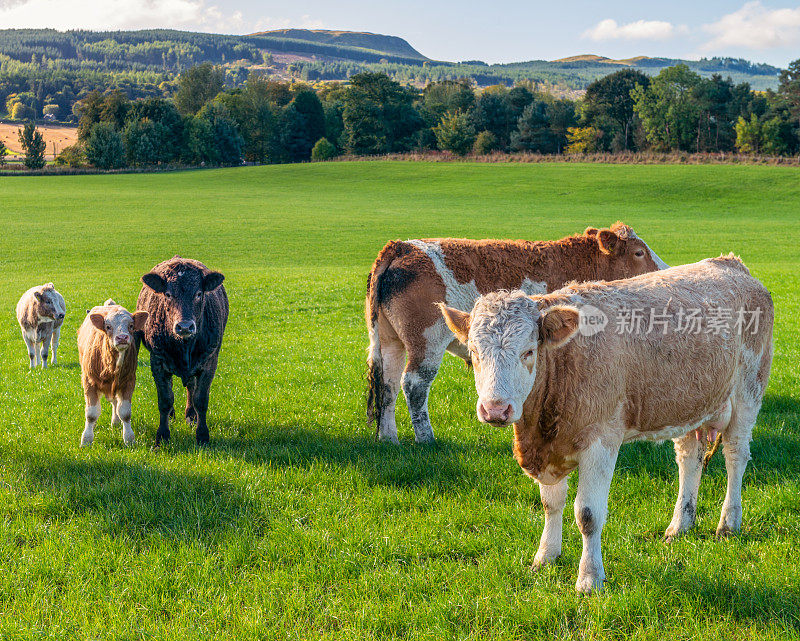 母牛和小牛聚集在田野里
