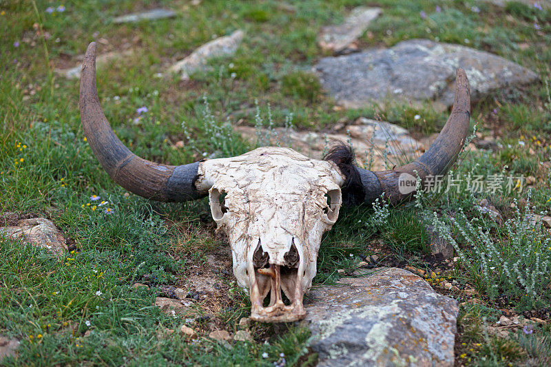 蒙古的牦牛头骨
