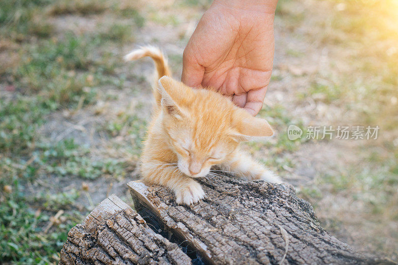 黄色的猫