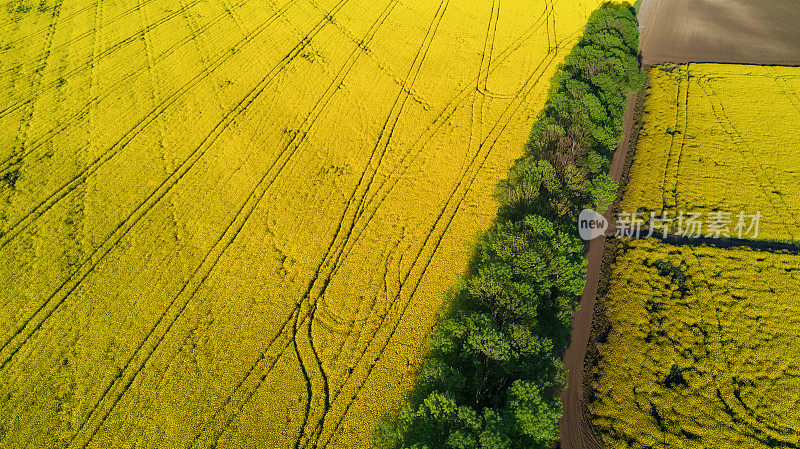空中俯瞰黄色油菜籽田和乡村道路