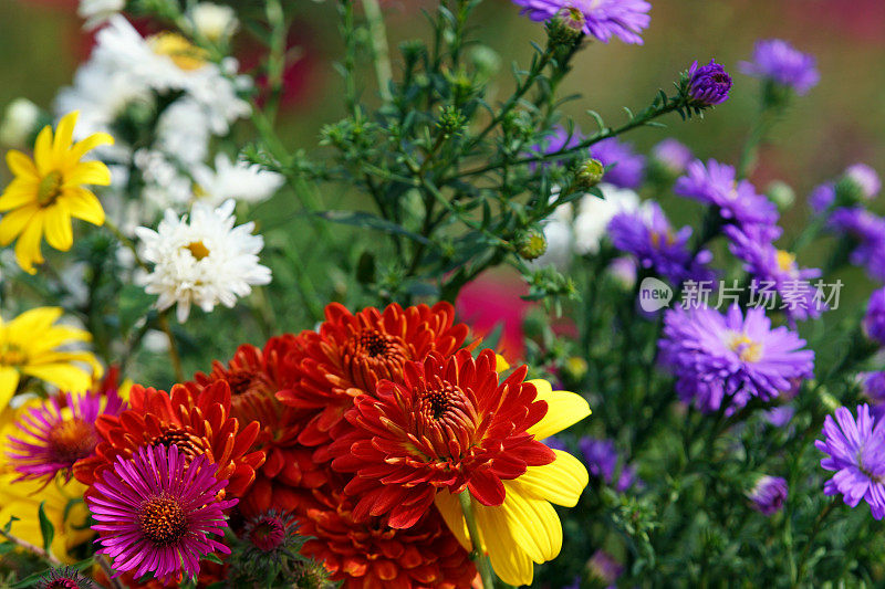 紫苑、菊花和林地向日葵