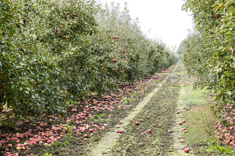 苹果果园。成行的树木和地下的果实
