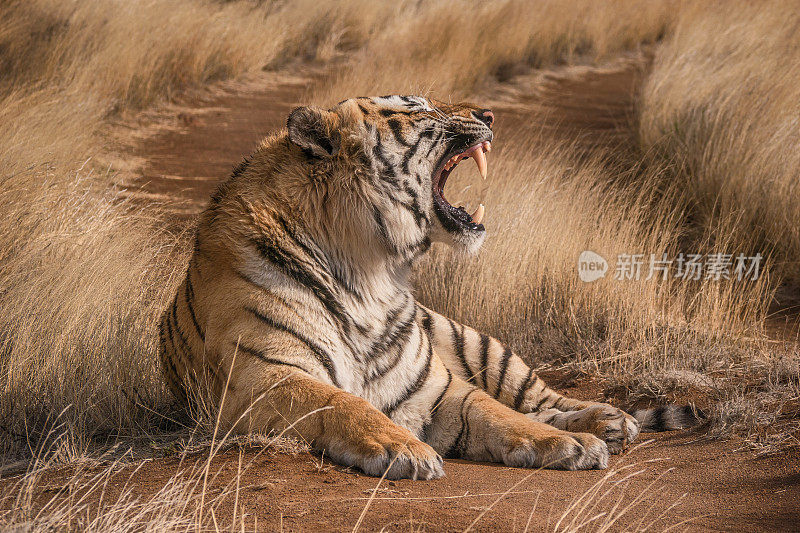 侧面的大的成年老虎与它的嘴打开和一个清楚的侧面的长牙的牙齿。