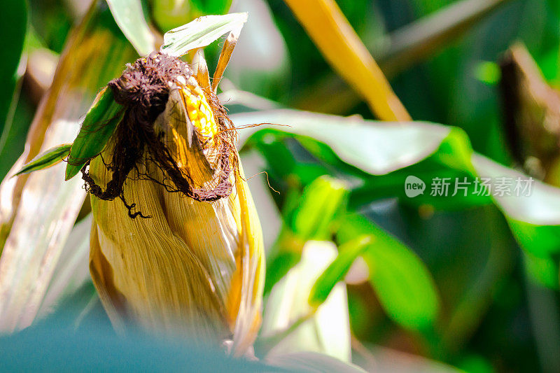 成熟的玉米，圆锥花序。