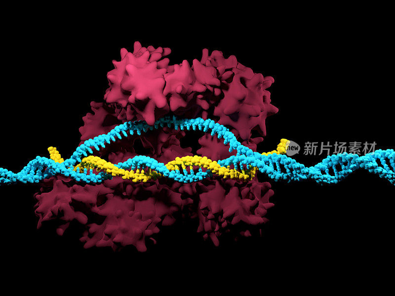 CRISPR-Cas9系统