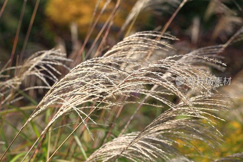 日本银草在风中摇曳