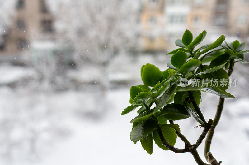 窗台上的室内植物和窗外的冬天