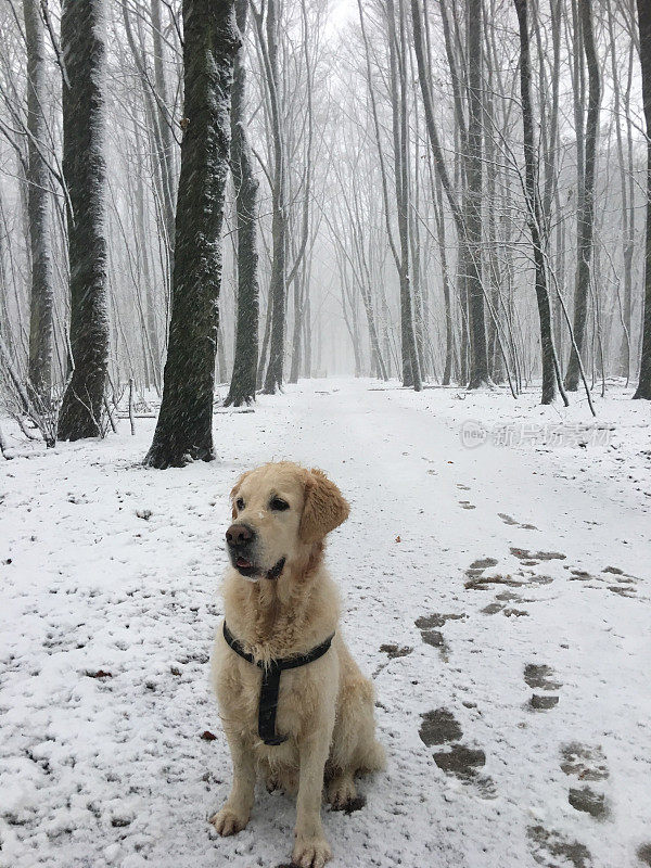 金毛寻回犬