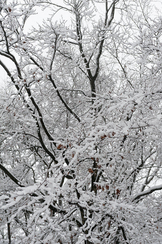 雪域森林