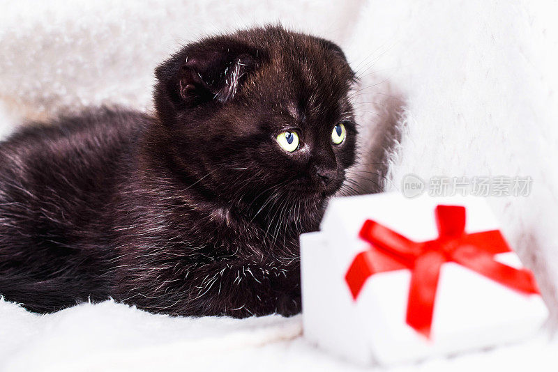 苏格兰折叠小猫在格子与礼盒白色背景。爱和贺卡