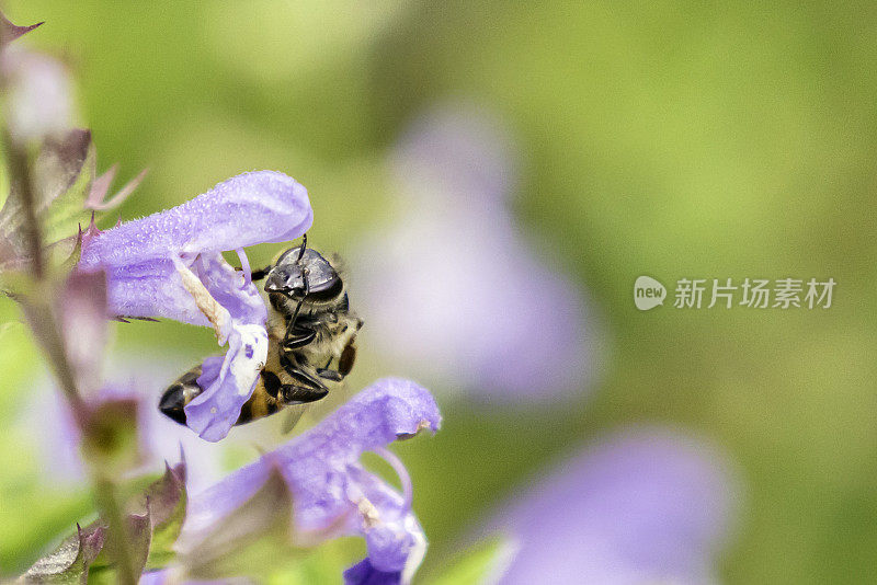 蜜蜂在丁香花上Xobo山谷鼠尾草植物