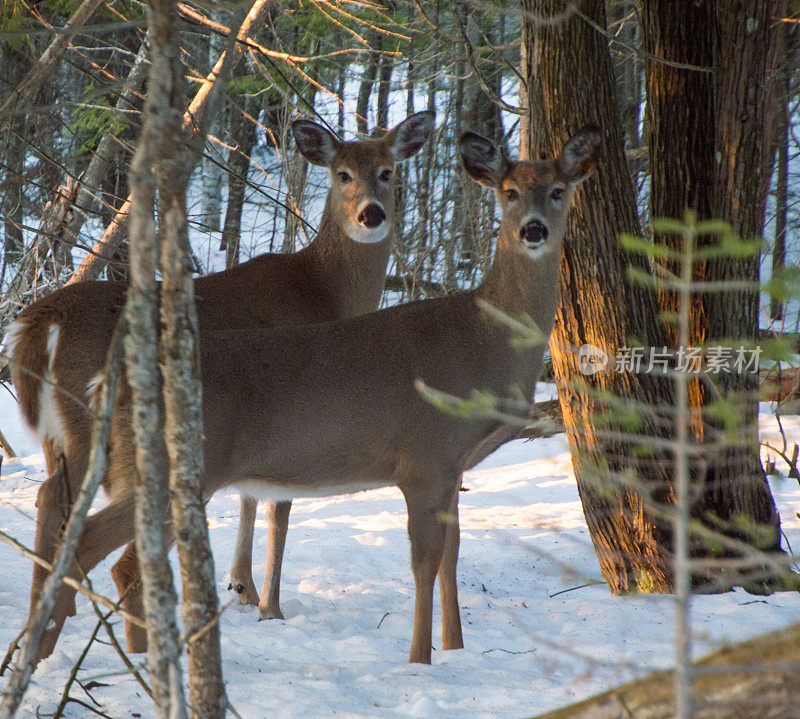 加拿大安大略省冬天雪地里的白尾鹿