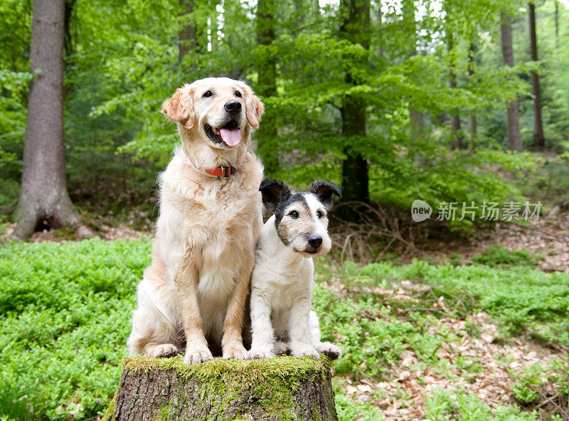森林里的两只狗