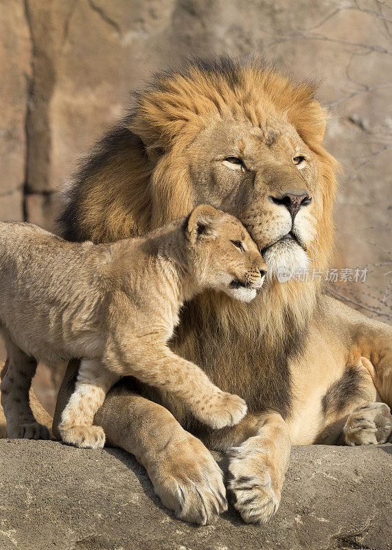 在这充满爱意的时刻，公非洲狮被幼狮抱在怀里