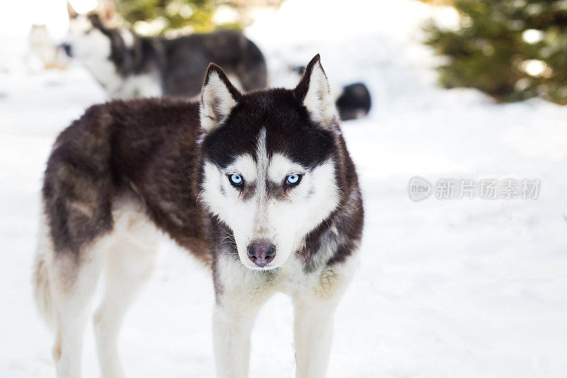 蓝眼睛西伯利亚哈士奇冬季肖像