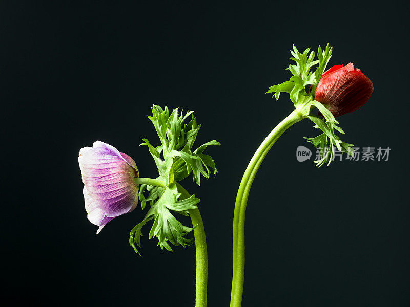 孤立的银莲花