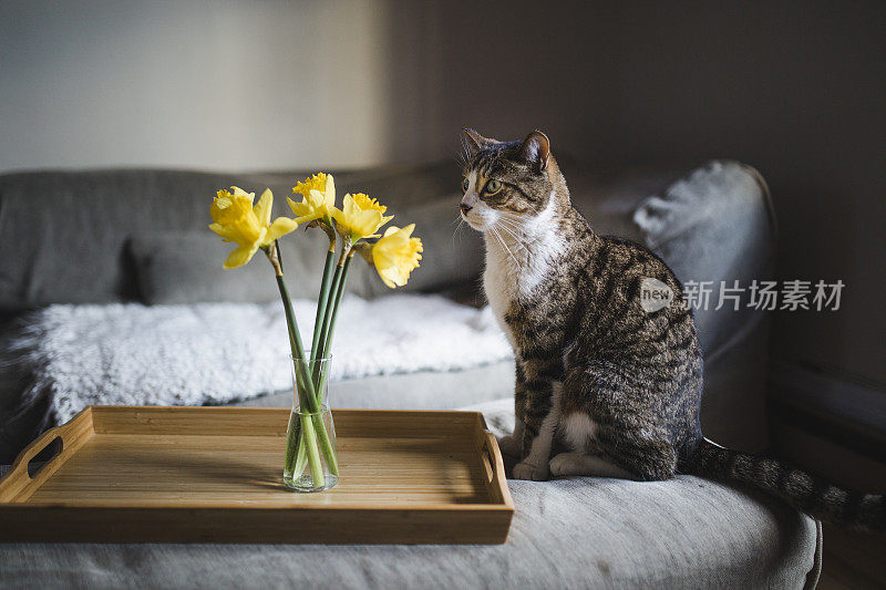 虎斑猫与水仙