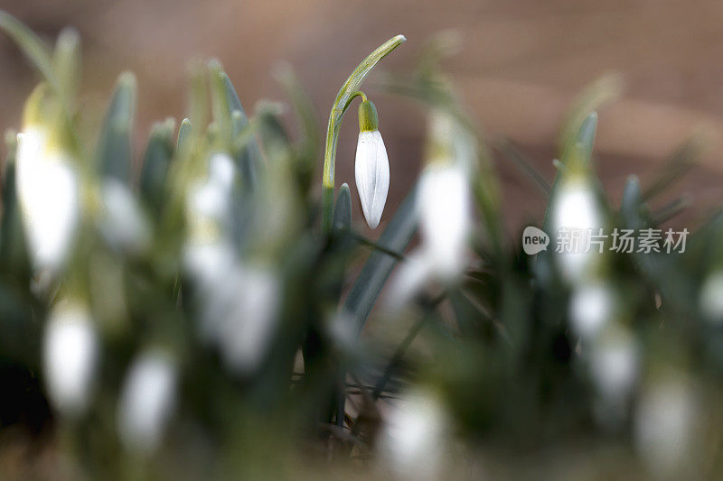 雪花莲