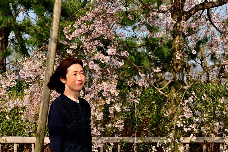 一名日本女子在京都加茂河畔欣赏樱花