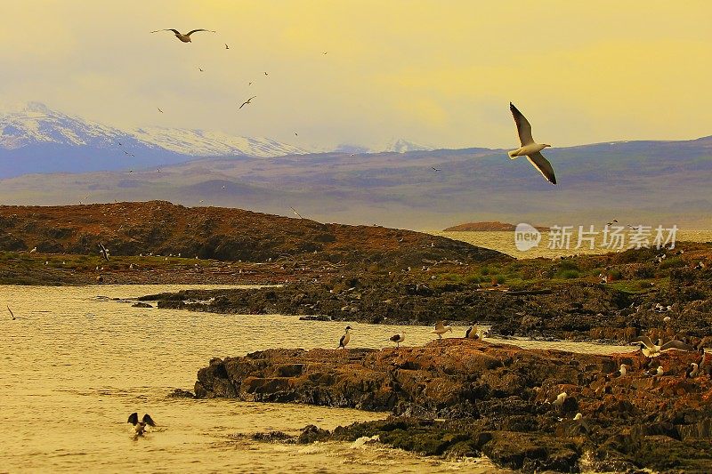 比格尔海峡和海鸟岛殖民地-雪顶安第斯，乌斯怀亚