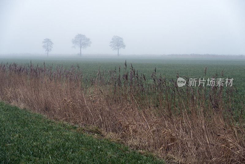 雾蒙蒙的牧场，芦苇和树木排成一排