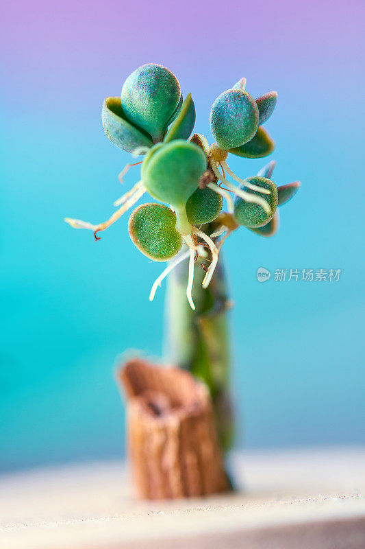 苔藓植物气生根微距拍摄