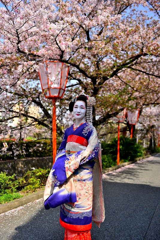 日本女人穿着舞子的服装和发型在京都享受樱花