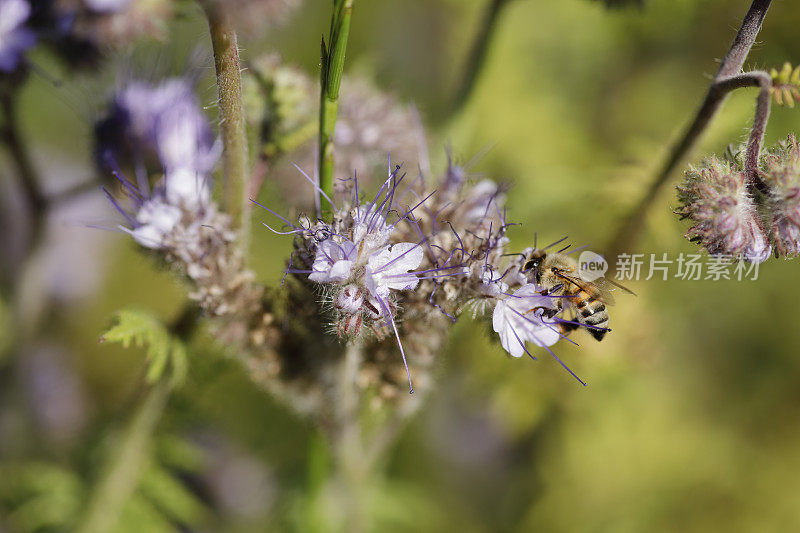 蜜蜂在紫罗兰花上