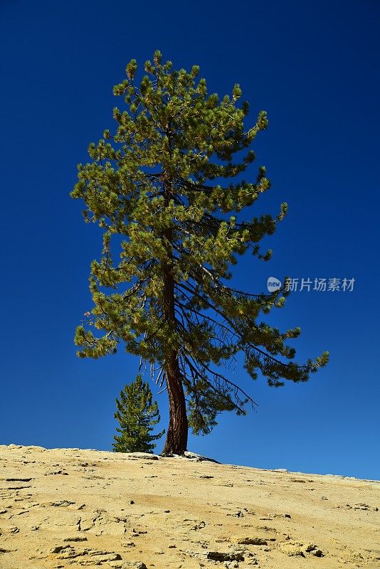 常青树生长在岩石上