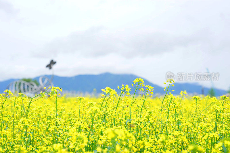 汉江油菜花节