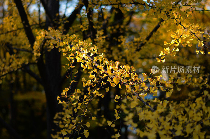 银杏树上的秋灯