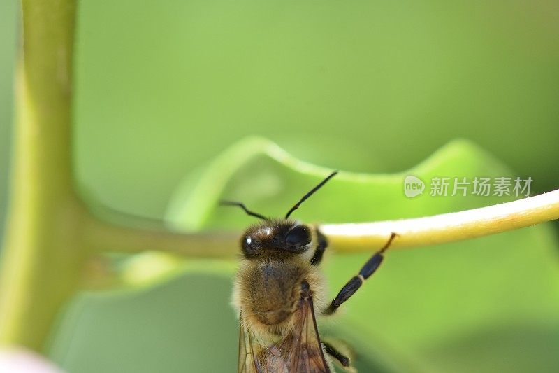 近距离观察一只蜜蜂从一朵花中吸食花蜜