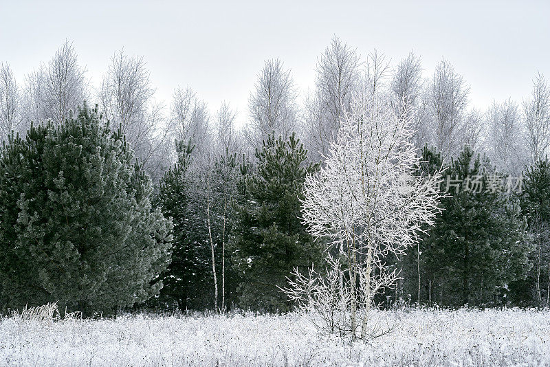 冬天结霜的松树，田野的草地，白茫茫的天空