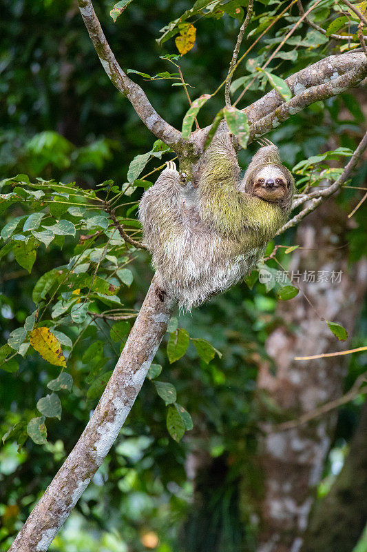 哥斯达黎加的棕喉咙三趾树懒
