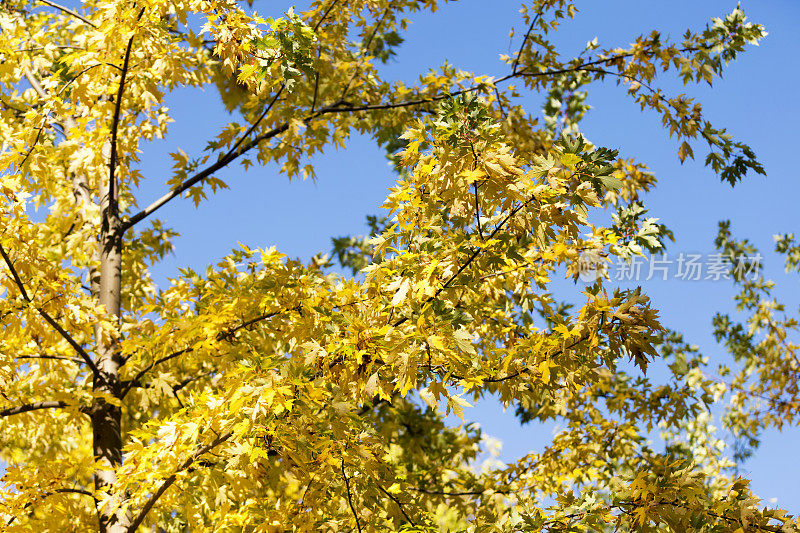 多彩的秋叶-枫树