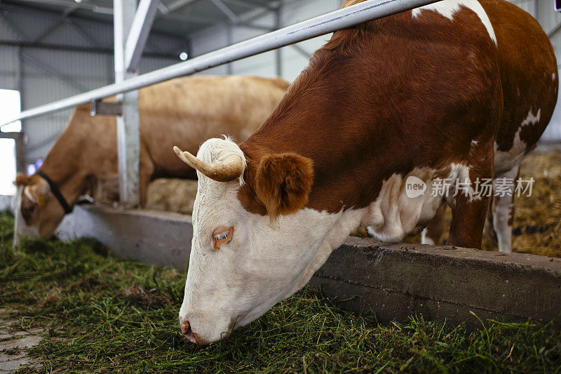 奶牛在奶牛场的谷仓里