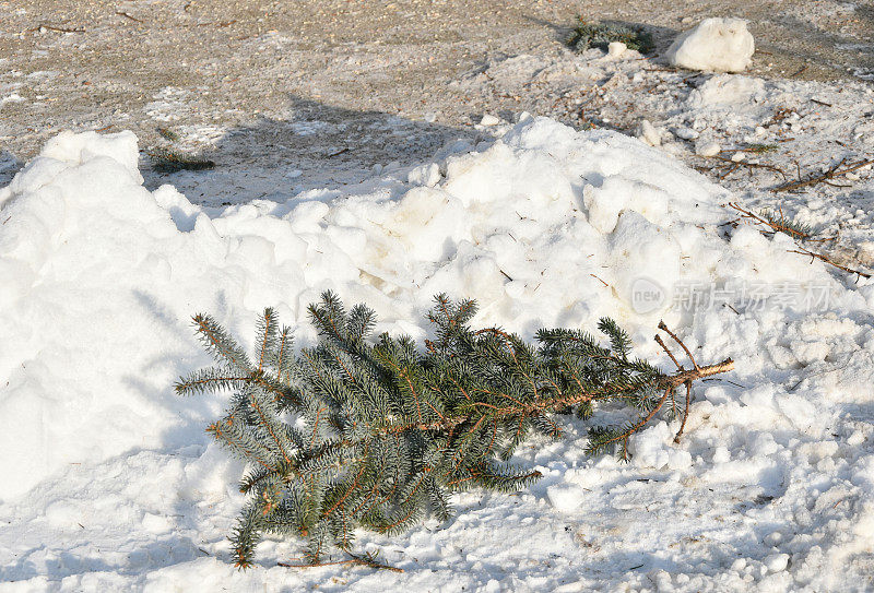 雪中的松树枝