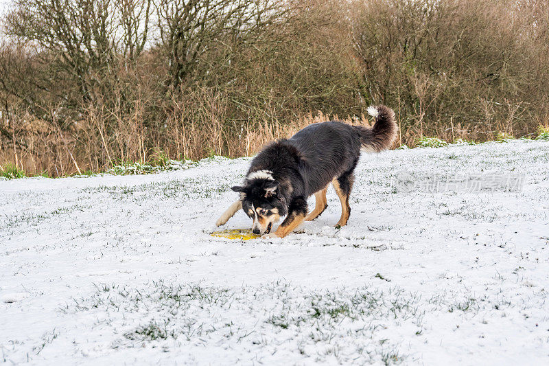 雪中的博德牧羊犬