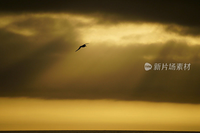 福克兰群岛海面上的白眉信天翁