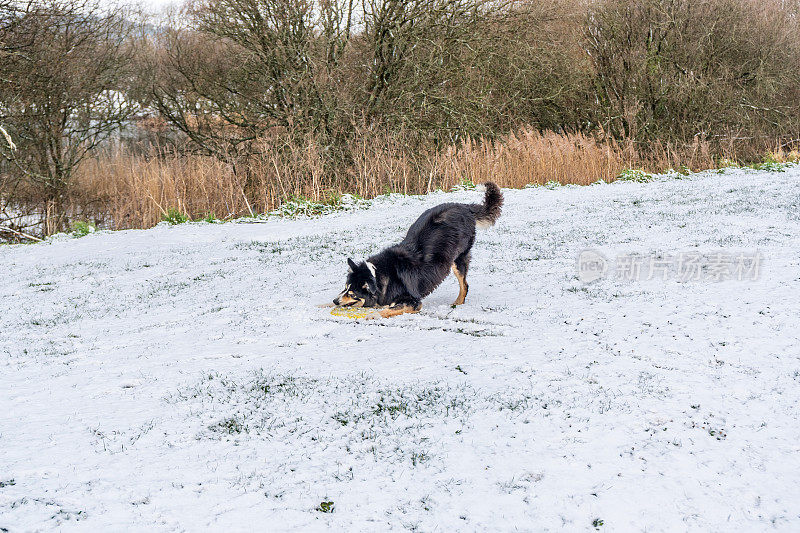 雪中的博德牧羊犬