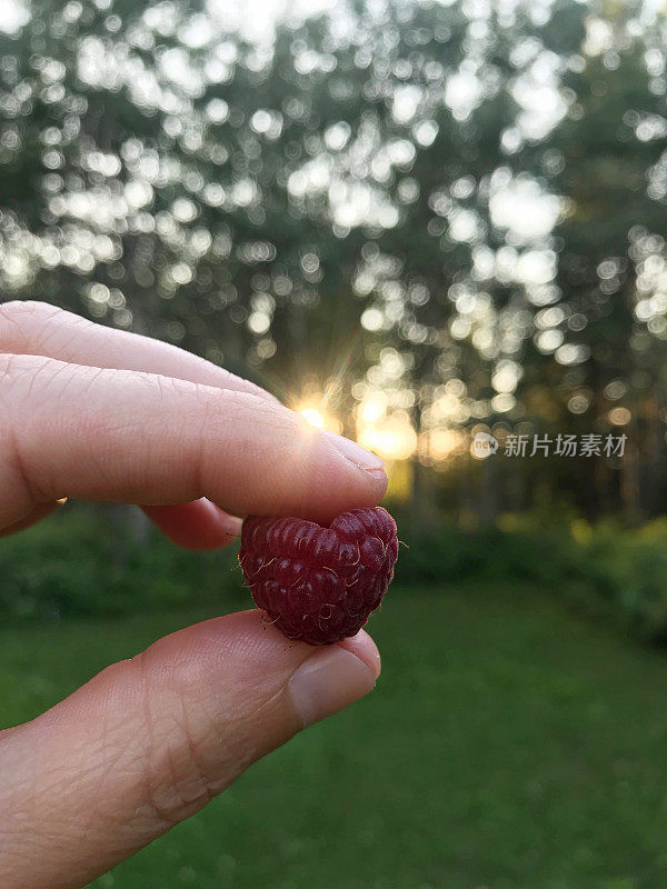 女人拿着从乡村花园摘来的多汁的心形覆盆子