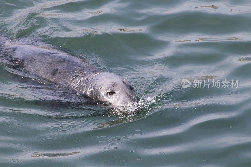 海豹在港口游泳