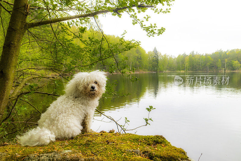 湖边的比熊犬