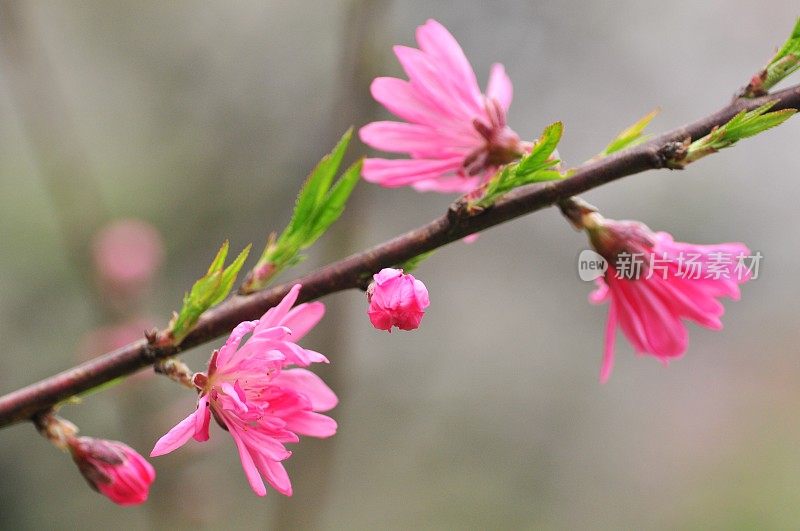 东京的春色:桃花盛开