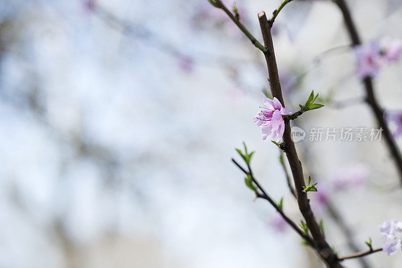 春天的花朵