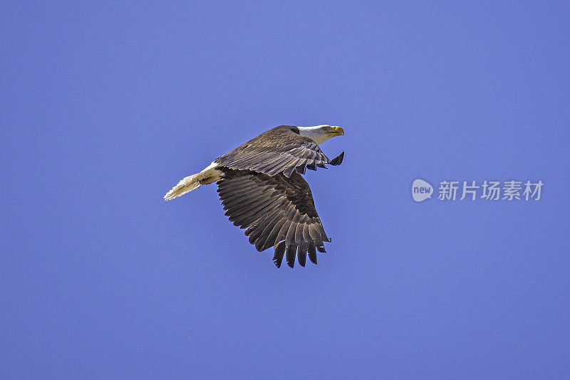 秃鹰与新生小鹰配对