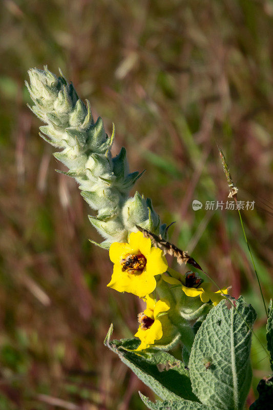 蜜蜂，甲虫和黄色野花