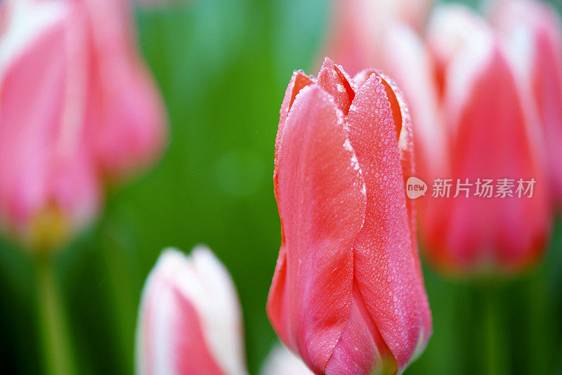 单朵郁金香与雨滴特写，加拿大