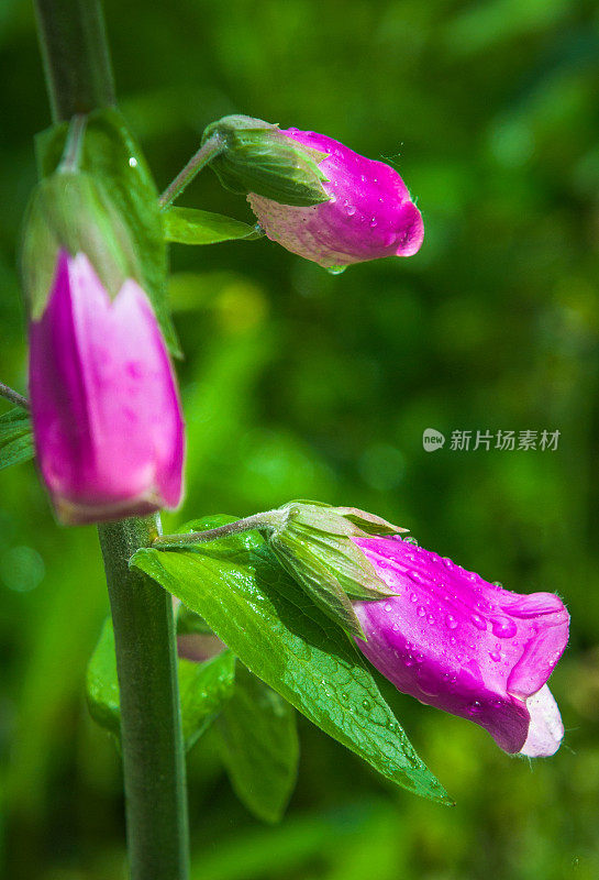 毛地黄花上的雨滴。